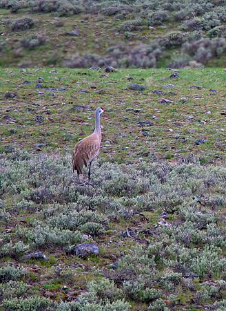 Sandhill Crane
