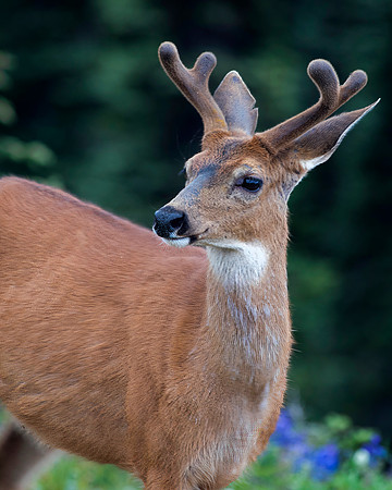 Mule Deer Stag