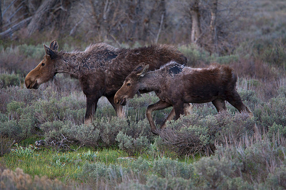 Cow Moose with Yearling, Grand Teton National Park, WY (September 13, 2013, 5:30pm)