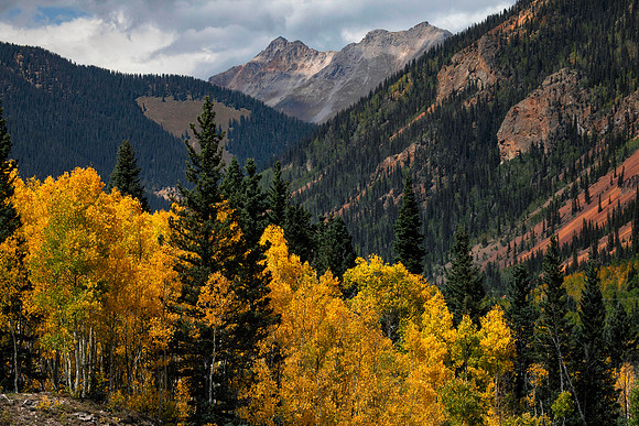 Aspen In Autumn, San Juan Mountains, CO