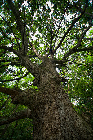 The Tree, Stockton, IL