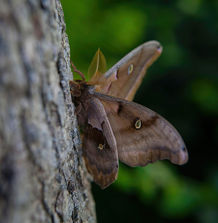 Polyphemus (Antheraea polyphemus - Cramer)