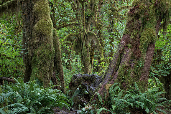 Hoh Rainforest, Olympic National Park, WA