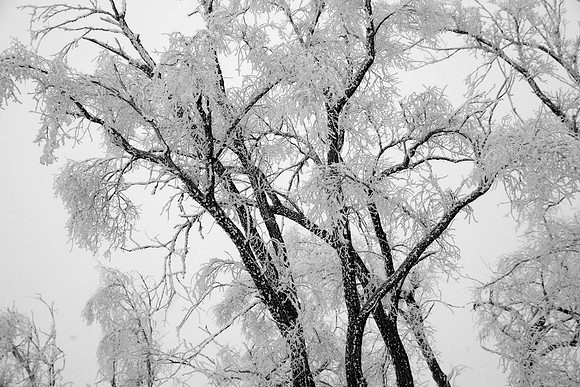 Hoarfrosted Trees, St. Charles, IL