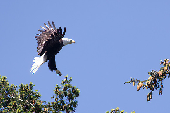 Bald Eagle