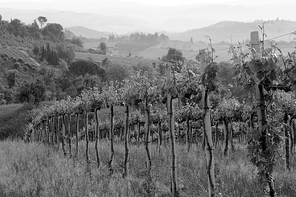 Vineyard, San Gimignano, Italy