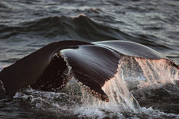 Humpback Whale Fluke