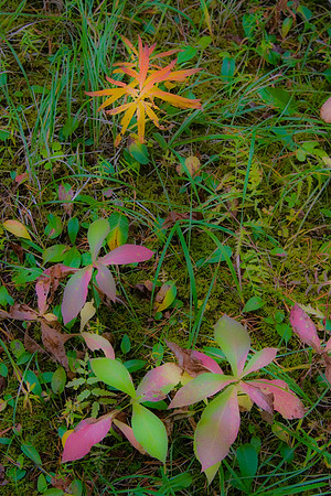 Groundcover, Natural Bridge, Yoho National Park, British Columbia, Canada