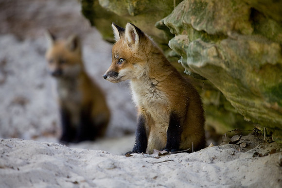 Fox Kits, Starved Rock State Park, LaSalle County, IL