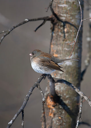 Oregon Junco, Stockton, IL