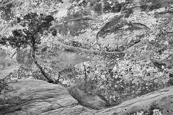 Juniper and Stone Wall, Dead Horse Point State Park, UT