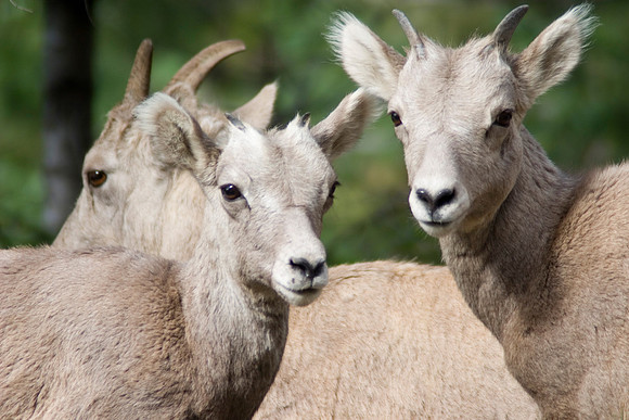 Big Horn Sheep, Radium Hot Springs, British Columbia, Canada