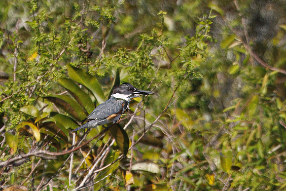 Belted Kingfisher