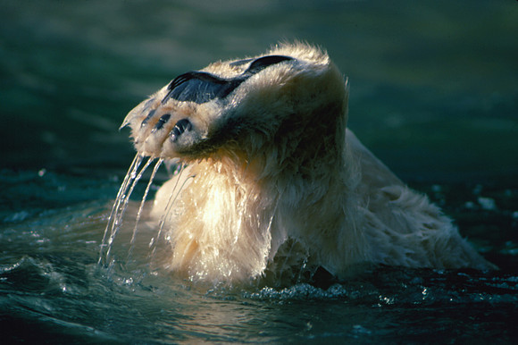 Ta Da (Polar Bear - Captive, 1993)