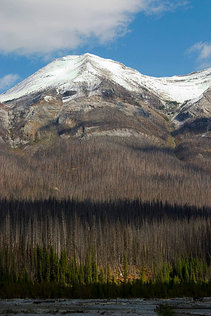 Treeline, Hawk Ridge, Kootenay National Park, Alberta, Canada