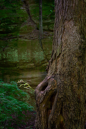 Illinois Canyon, Starved Rock State Park, IL