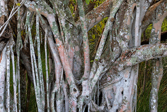 Banyan Tree, Everglades National Park, FL