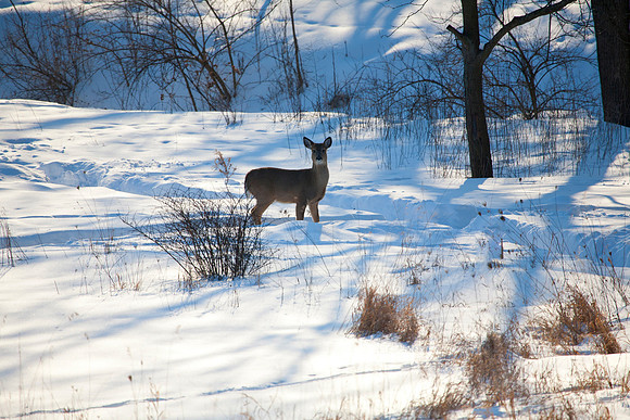 Whitetail in the Snow