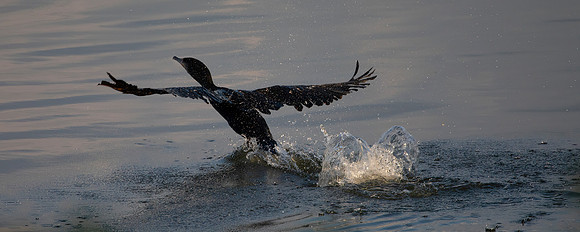 Cormorant Taking Flight