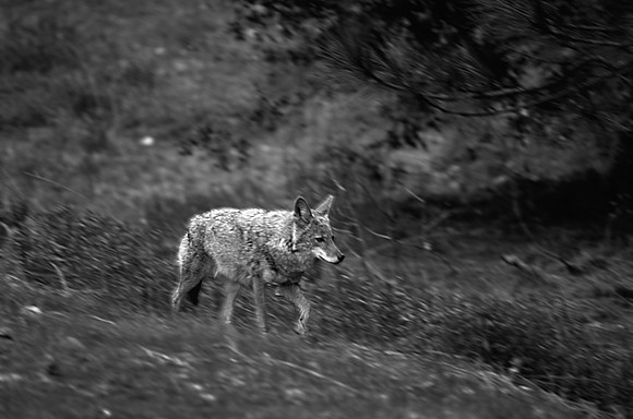 Coyote, Yosemite National Park, CA