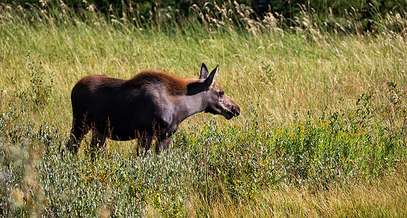 Moose Cow