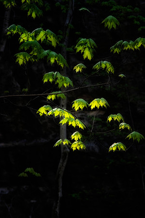 Glowing Leaves, Starved Rock State Park, IL