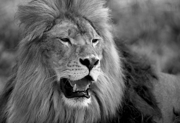 Pride