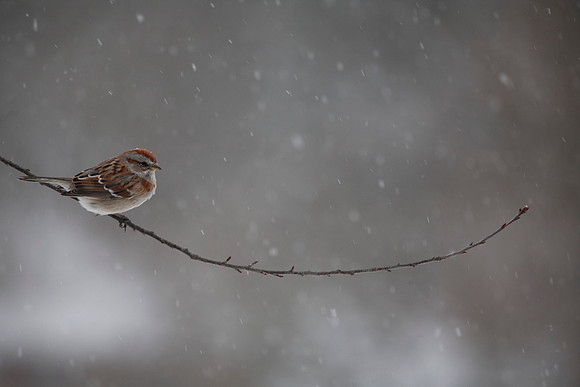 American Tree Sparrow, Snowstorm, Stockton, IL