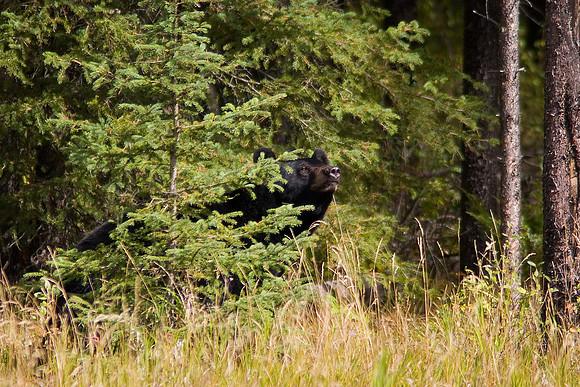 Black Bear