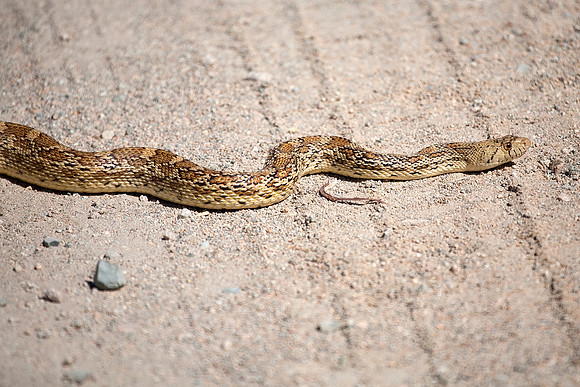 Glossy Snake