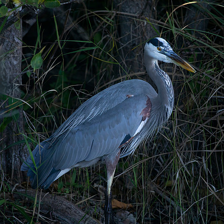 Great Blue Heron