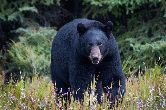 Black Bear