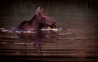 Moose Cow