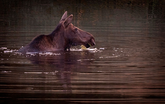 Moose Cow