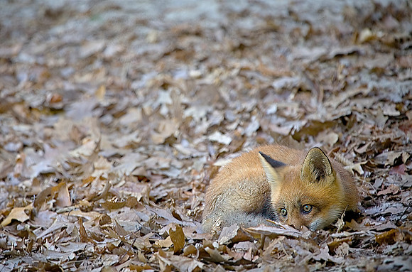 Fox Kit, Starved Rock State Park, LaSalle County, IL (May 2, 2009 10:38am)