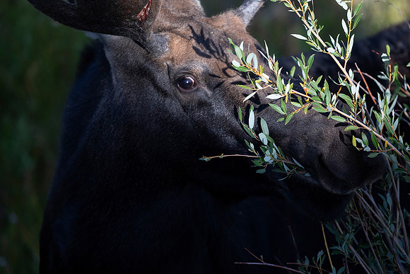 Adolescent Bull Moose