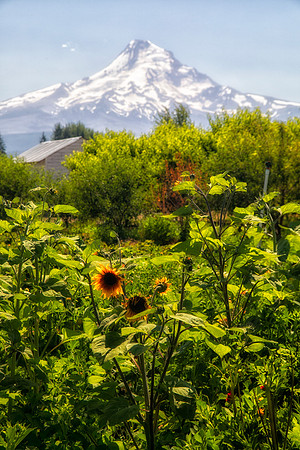Sunflowers, Mt. Hood, Hood River Fruit Loop, OR