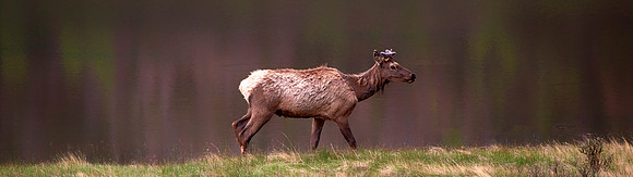 Stag Elk, Colorado