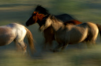 Horse Roundup