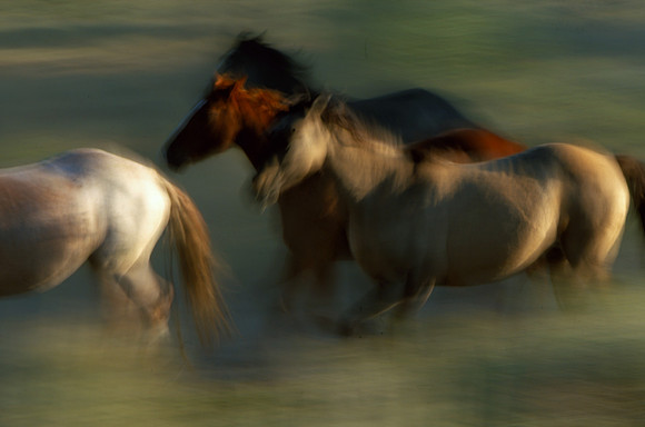 Horse Roundup