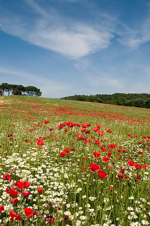 Flowering Hillside and Skies, Monteriggioni, Italy