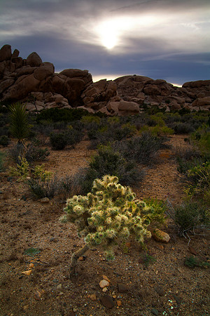 Setting Sun, Joshua Tree National Park, CA