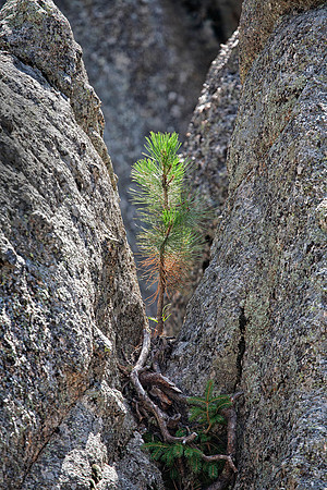 New Life, Custer State Park, SD