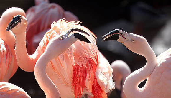 Flamingos