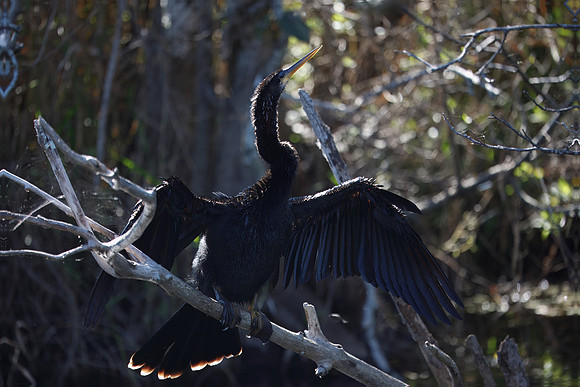 Anhinga