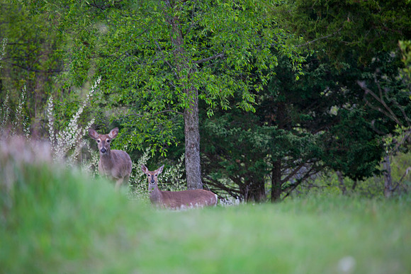 Whitetail Pair