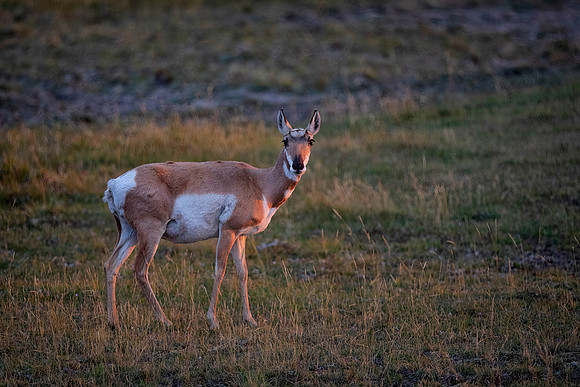 Pronghorn