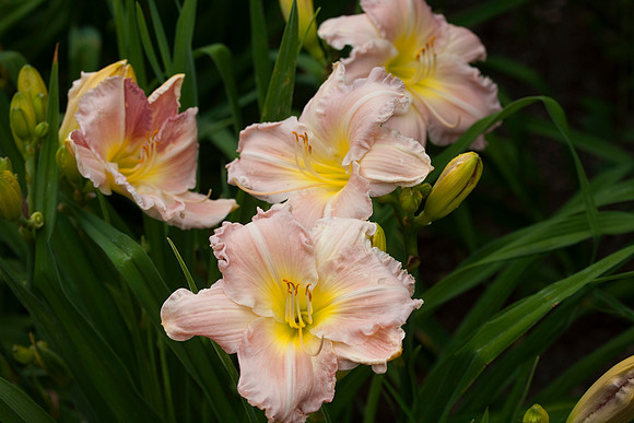 Helen Shooter