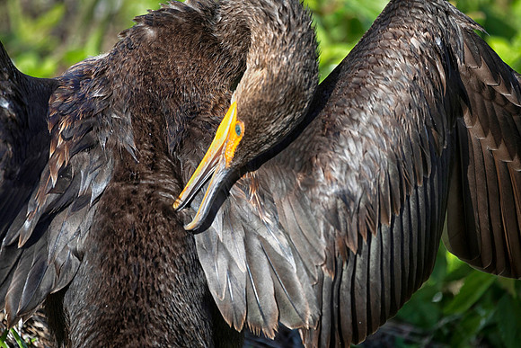 Double Crested  Cormorant