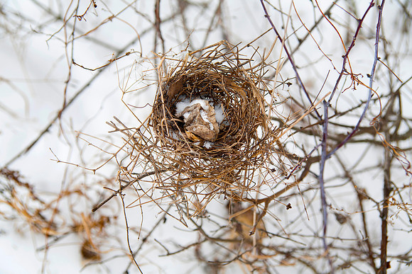 Wintering Nest
